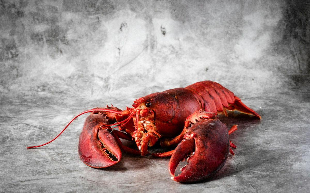BAILEY D MCCANN — cold-water seafood hero