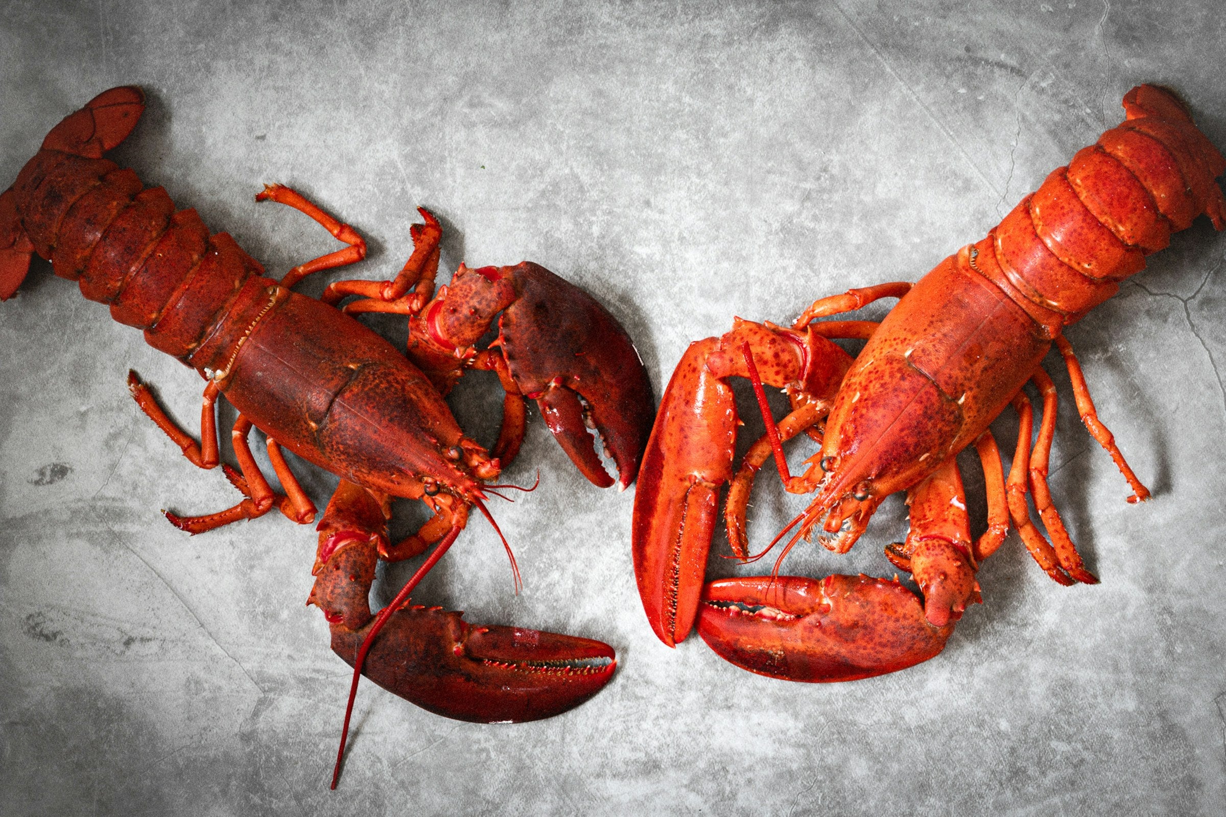 BAILEY D MCCANN — seafood selection